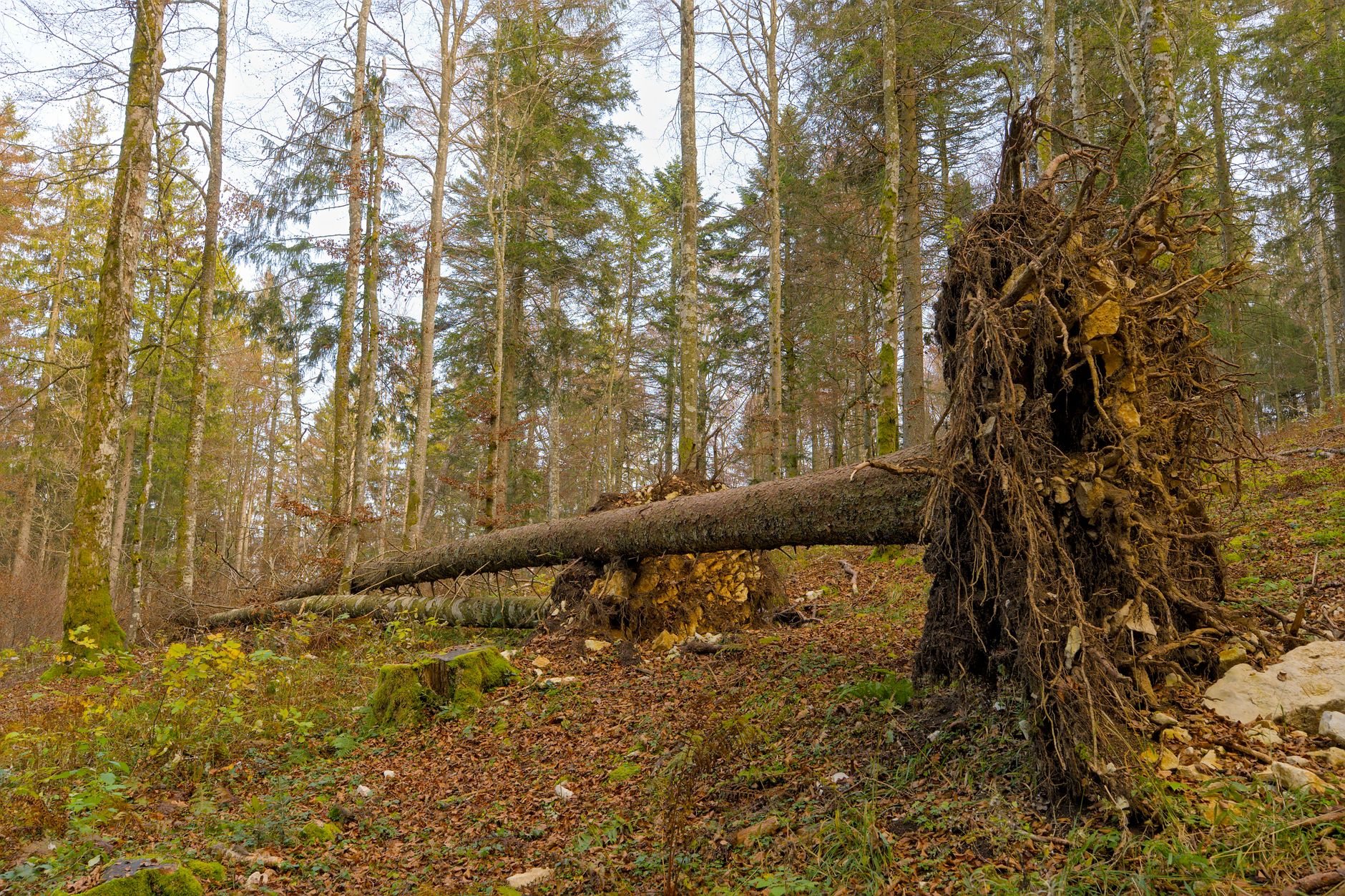 Enlèvement arbre urgence équipe à Bourges